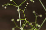 Hairy bedstraw